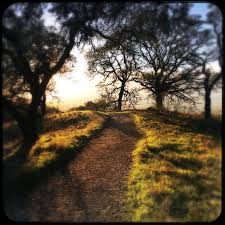 Sunset-lit path through oak trees.