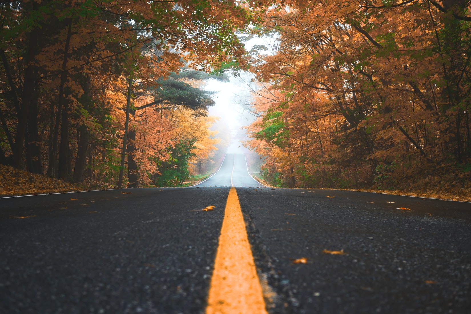 Sunlit autumn road through vibrant forest