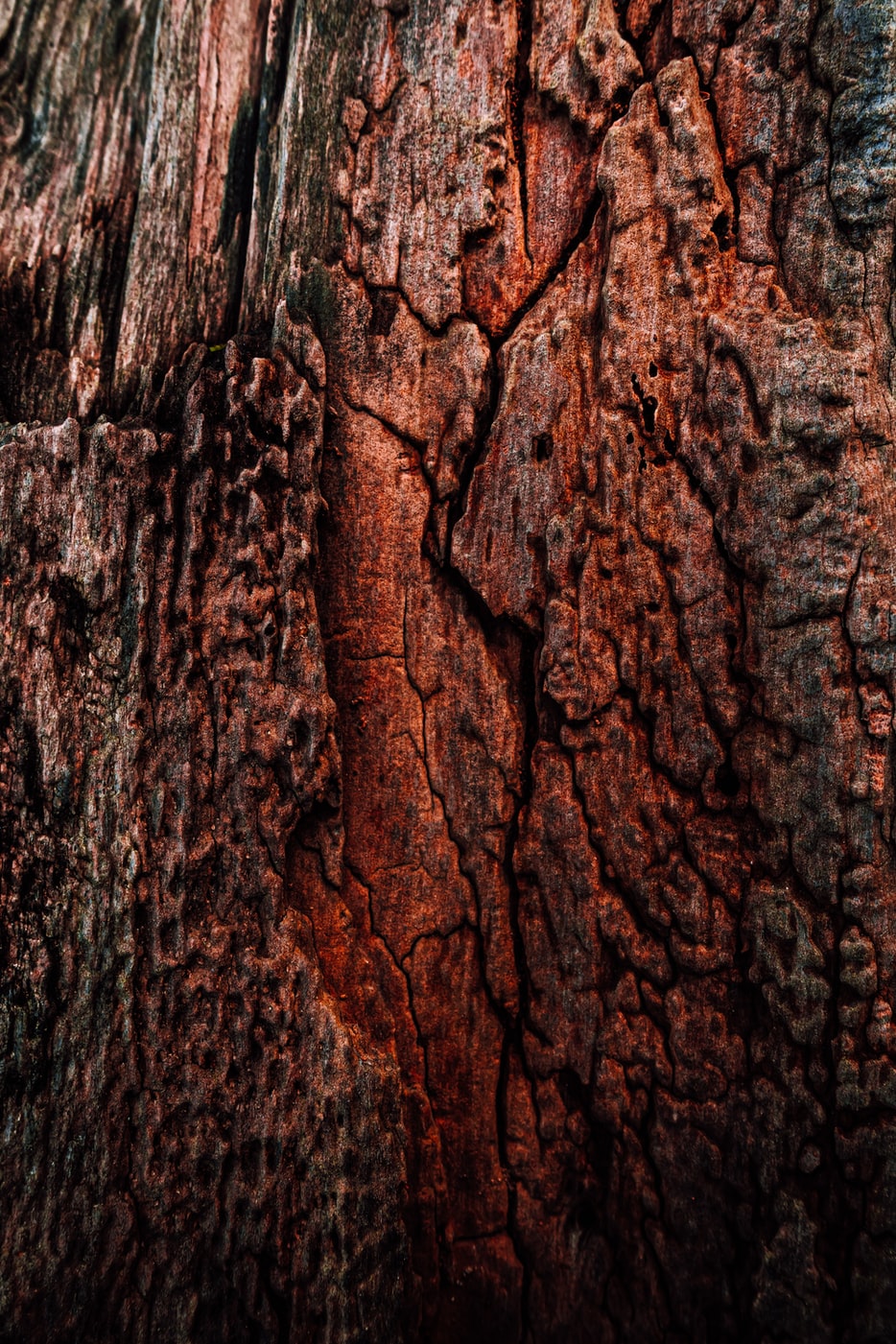 Close-up texture of weathered tree bark.