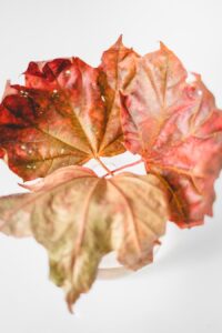 Colorful autumn leaves against a white background.