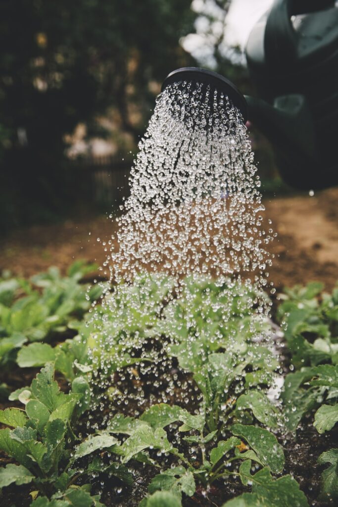 Watering can sprinkling plants in garden.