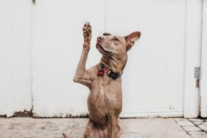 Tan dog waving paw near white wall.