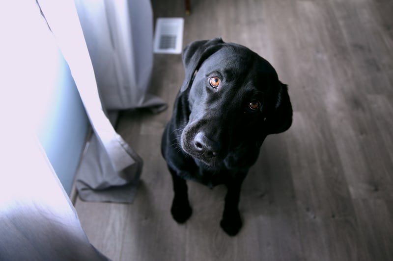 Black Labrador looking up indoors