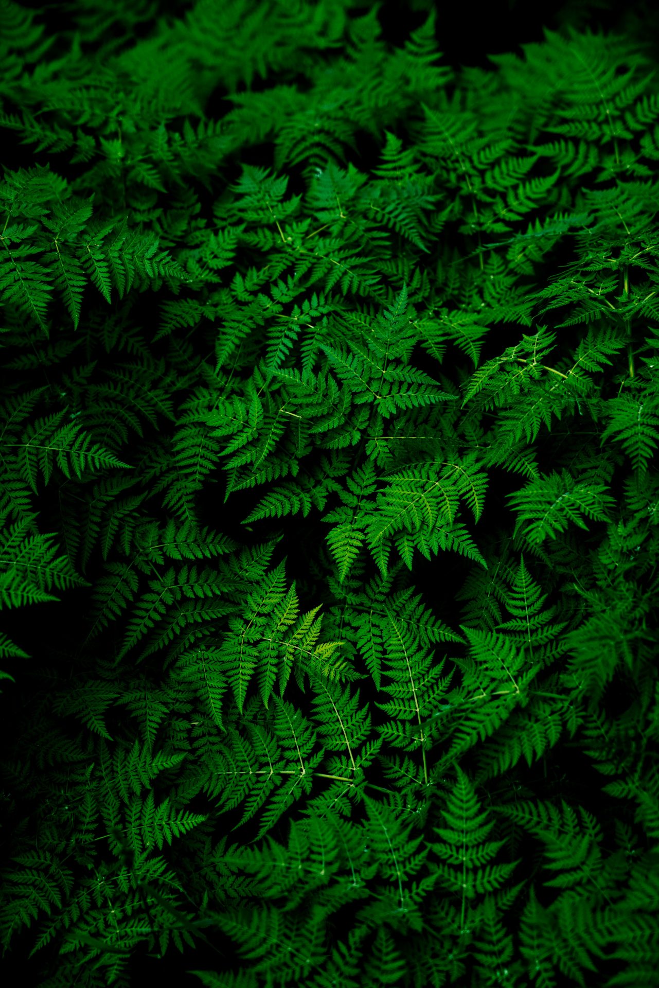 Dense green fern leaves in low light.